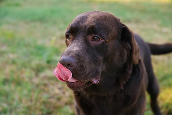 Portret Van Een Labrador Hond Wol Chocoladekleurig Een Huisdier Een — Stockfoto