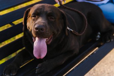 Parktaki bankta bir Labrador köpeği yatıyor. Yün çikolata renginde. Yürüyüşe çıkmış bir hayvan..