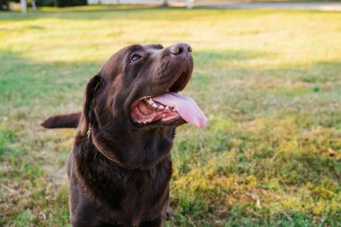 Labrador köpeği portresi. Yün çikolata renginde. Yürüyüşe çıkmış bir evcil hayvan. Köpeğin burnuna ve diline yakın çekim..