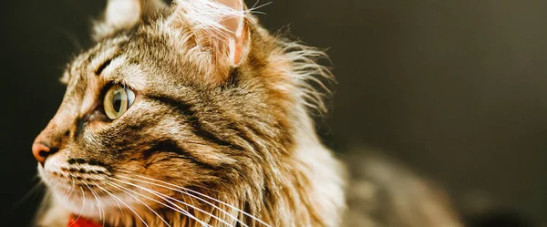 복슬복슬 고양이는 어두운 배경에서 시선을 끕니다 초록빛 콧수염 고양이의 초상에 — 스톡 사진
