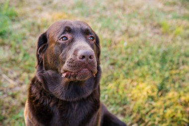 Kahverengi bir Labrador portresi. Yüzünde hüzünlü bir ifade olan bir köpek. Sahibine sadakat ve sadakat. Parkta bir yürüyüş. Safkan, bakımlı, güzel bir köpek. Evcil hayvan..