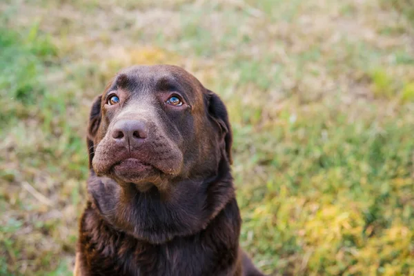 Kahverengi bir Labrador portresi. Yüzünde hüzünlü bir ifade olan bir köpek. Sahibine sadakat ve sadakat. Parkta bir yürüyüş. Safkan, bakımlı, güzel bir köpek. Evcil hayvan..