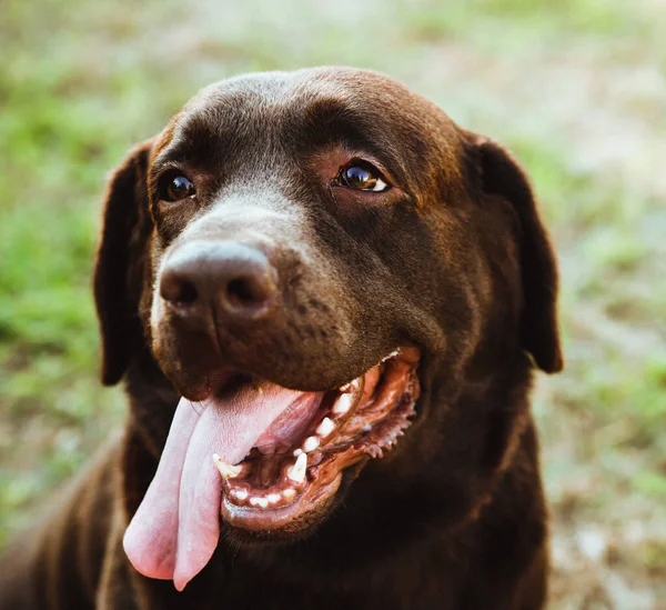 Retrato Perro Labrador Lana Color Chocolate Una Mascota Paseo Primer —  Fotos de Stock