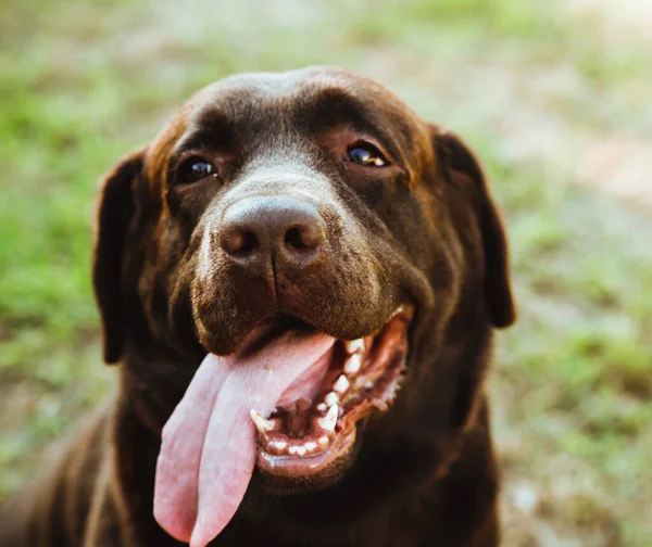 Ritratto Cane Labrador Lana Color Cioccolato Animale Domestico Passeggia Primo — Foto Stock