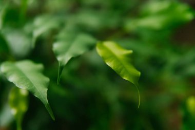Yeşil küçük yapraklar yakın plan. Arka plan bulanık. Doğal doku ve arka plan. Güzellik doğada var..
