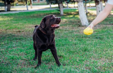 Yetişkin, kahverengi bir Labrador halka açık bir parkta koşuyor. Sahibi köpeğe sarı lastik bir top verir. Evcil hayvan.