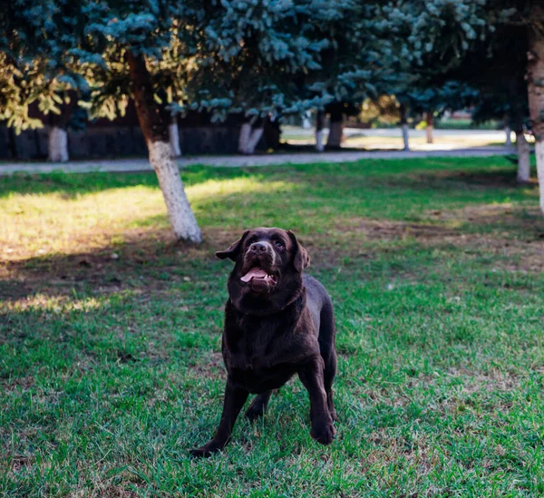 Een Volwassen Bruine Labrador Loopt Een Openbaar Park Hond Springt — Stockfoto