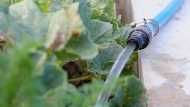 Bahçede Yeşil Sebzeler Sulanır Kauçuk Bir Hortumdan Akar Hasat Işini — Stok video