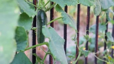 Çocuk bahçede olgun salatalıkları topluyor. Yeşil yapraklar ve bitkinin gövdesinin iç içe geçmesi..