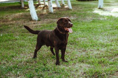 Yetişkin, kahverengi bir Labrador halka açık bir parkta koşuyor. Köpek neşeyle zıplar ve eğlenir. Evcil hayvan.