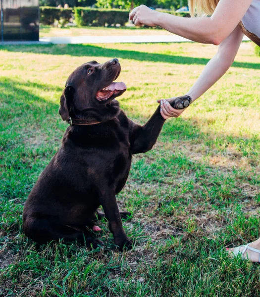 A young woman walks in a public park with a dog. A brown Labrador gives a paw to the owner.Summer walk. Dog training.