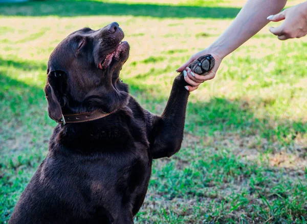 A young woman walks in a public park with a dog. A brown Labrador gives a paw to the owner.Summer walk. Dog training.