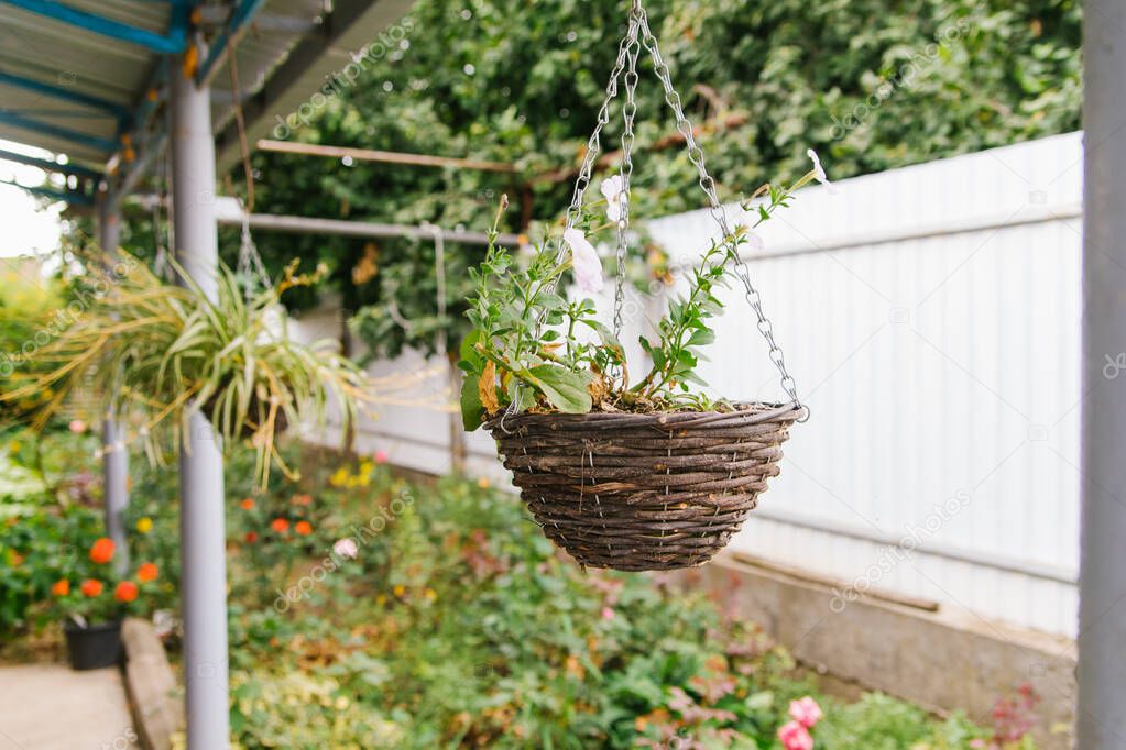 In the courtyard of the house there is a flower pot with a plant. White flowers hang from the pot. The decor of the garden and the suburban area. A wicker basket made of twigs.