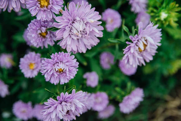 Fleurs Violettes Gros Plan Chrysanthèmes Dans Jardin Belles Fleurs Automne — Photo
