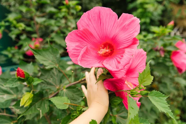 Leuchtend Rosa Tropische Hibiskusblüte Grüne Blätter Auf Natürlichem Hintergrund Dekorative — Stockfoto