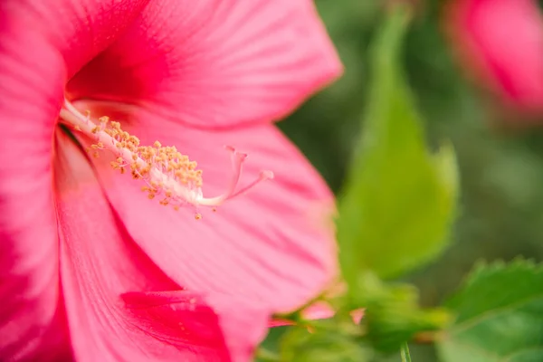 Flor Hibisco Tropical Rosa Brillante Hojas Verdes Sobre Fondo Natural —  Fotos de Stock