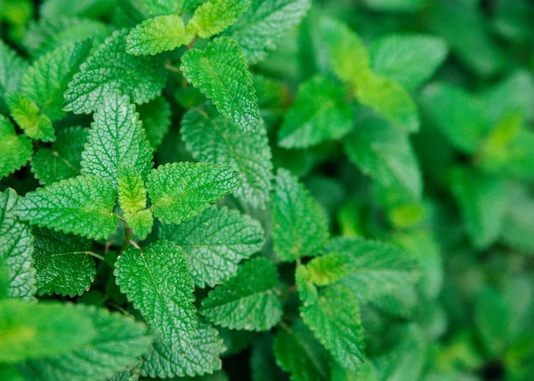 Hojas Verdes Melissa Bálsamo Limón Jardín Naturaleza Rural Agricultura Orgánica — Foto de Stock