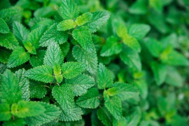 Melissa 'nın yeşil yaprakları. Bahçede limon merhemi. Kırsal doğa. Organik tarım. Vahşi doğada otçul bir bitki. Çayın kokusu..