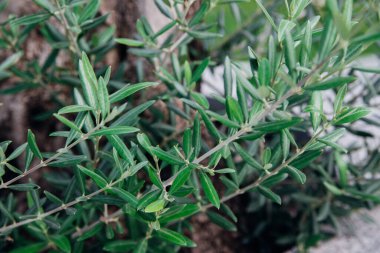 Zeytin ağacının küçük filizleri. Yeni yeşil dallar. İnce, uzun yapraklar. Kamu parkında bir ağaç.