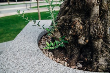 Zeytin ağacının küçük filizleri. Yeni yeşil dallar. İnce, uzun yapraklar. Ağaç kıştan sonra iyileşiyor..