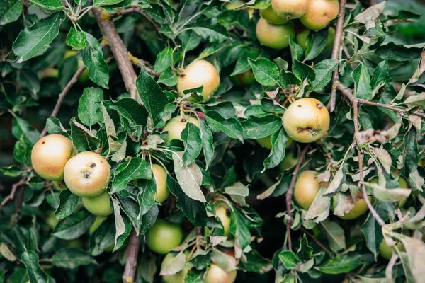 There is an apple tree growing in the home garden. The branches are covered with apple fruits. Autumn harvest. Natural background. Green leaves and apples.