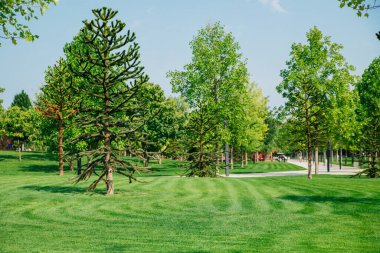 Güzel bir halk parkı. Farklı türde uzun ağaçlar. Yeşil manikürlü çimenler. Tüm aile için yürümek ve dinlenmek için bir yer..