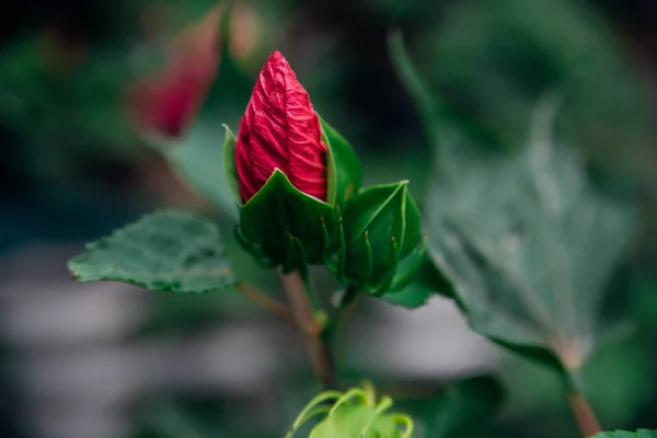 Leuchtend Rosa Tropische Hibiskusblüte Nicht Geöffnete Knospe Grüne Blätter Auf — Stockfoto