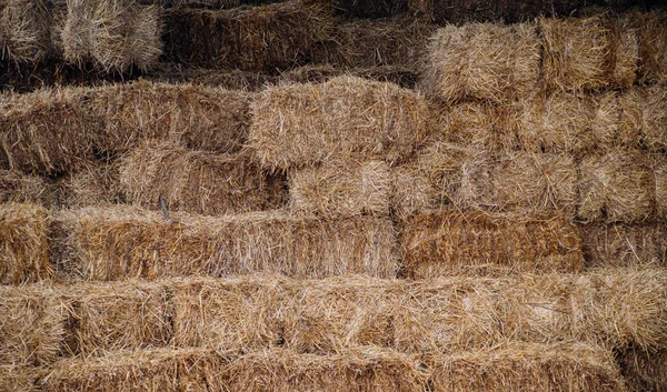 Balen Hooi Stro Worden Gestapeld Met Een Muur Landbouw Landbouw — Stockfoto