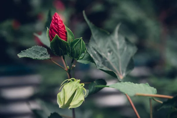 Leuchtend Rosa Tropische Hibiskusblüte Nicht Geöffnete Knospe Grüne Blätter Auf — Stockfoto