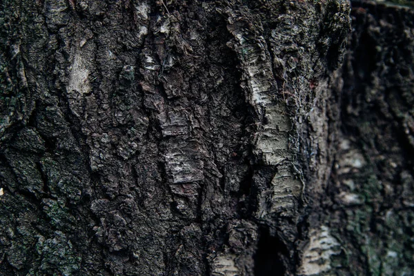 Faktura Kory Drzewa Drzewo Parku Bliska Podniesiona Faktura Tło — Zdjęcie stockowe