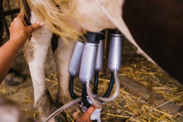 Milking machine close-up. Milk production on a home farm. Replacement of manual labor with automatic machines.