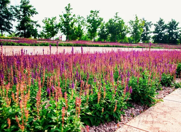 Salbeiblumen Wachsen Einem Beet Einem Öffentlichen Park Imitation Von Lavendel — Stockfoto