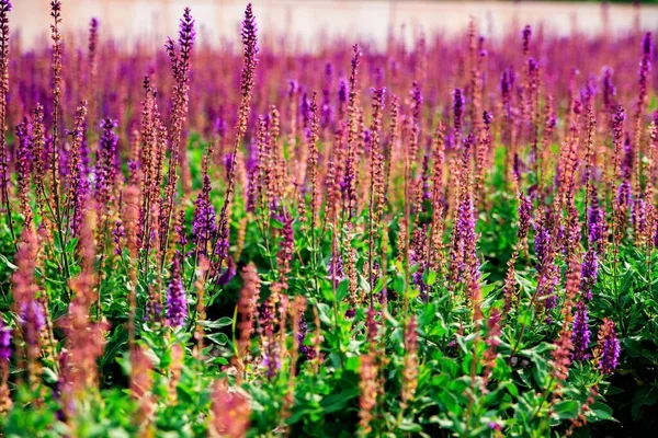 Salbeiblumen Wachsen Einem Beet Einem Öffentlichen Park Imitation Von Lavendel — Stockfoto