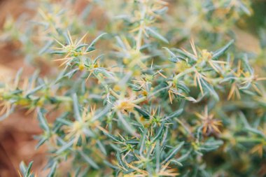 Doğal arka plan ve doku. Bitki dikenlerle kaplı. Vahşi bir çiçek. Kurumuş çiçek veya kaktüs..