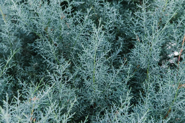 Cupressus Arizonica Вічнозелена Хвойна Рослина Родини Cupressaceae Аромат Дерева Срібно — стокове фото