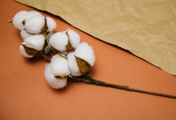 一种白色绒毛棉花的枝条位于米黄色皱皱的背景上 天然有机纤维 织物生产原材料 — 图库照片