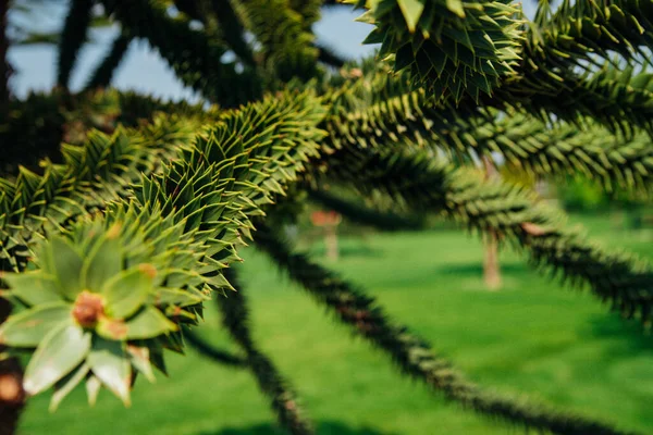 Yeşil Bir Bahçenin Arka Planında Araucaria Araucana Nın Bir Dalı — Stok fotoğraf