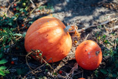 Olgun balkabakları bahçede yerde yatıyorlar. Sonbahar hasadı. Cadılar Bayramı kutlamasına hazırlanıyorum. Yuvarlak turuncu sebze.