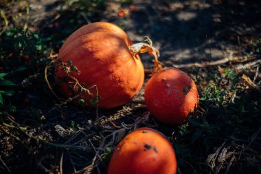 Olgun balkabakları bahçede yerde yatıyorlar. Sonbahar hasadı. Cadılar Bayramı kutlamasına hazırlanıyorum. Yuvarlak turuncu sebze.