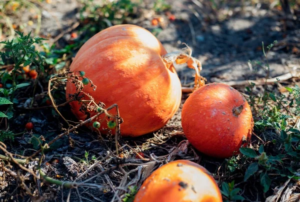 Des Citrouilles Mûres Sont Couchées Par Terre Dans Jardin Récolte — Photo