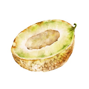 Isolaited beyaz arka plan ile kavun. Suluboya resim.