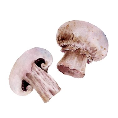 Isolaited beyaz arka plan ile champignon, mantar. Suluboya resim.