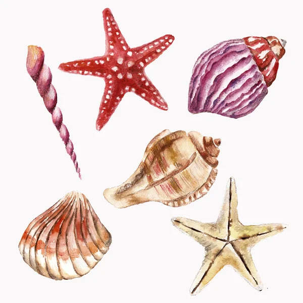 Watercolor illustration with sea-shell — Stock Photo, Image