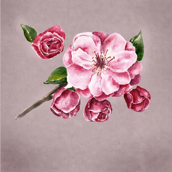 Akvarel illustraton s pobočkou květin — Stock fotografie