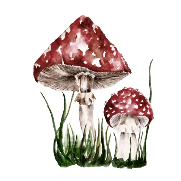 Conjunto isolado com amanita, cogumelos. Ilustração aquarela . — Fotografia de Stock