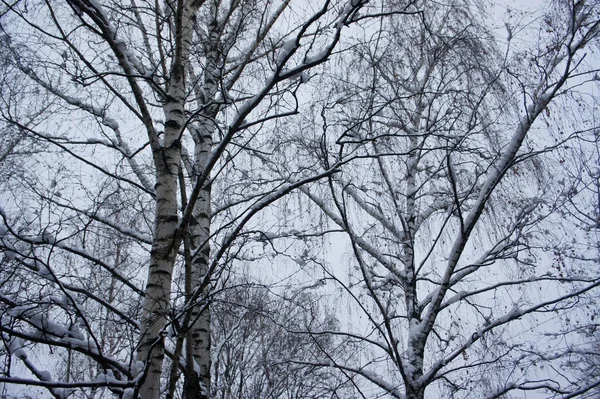 Vintern Björk — Stockfoto