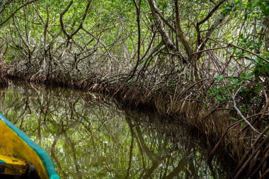 Cartagena 'nın Mangrove Bataklığı, Kolombiya' dan bir manzara
