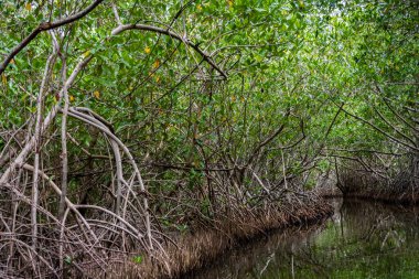 Cartagena 'nın Mangrove Bataklığı, Kolombiya' dan bir manzara
