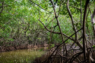 Cartagena 'nın Mangrove Bataklığı, Kolombiya' dan bir manzara