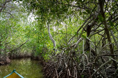 Cartagena 'nın Mangrove Bataklığı, Kolombiya' dan bir manzara